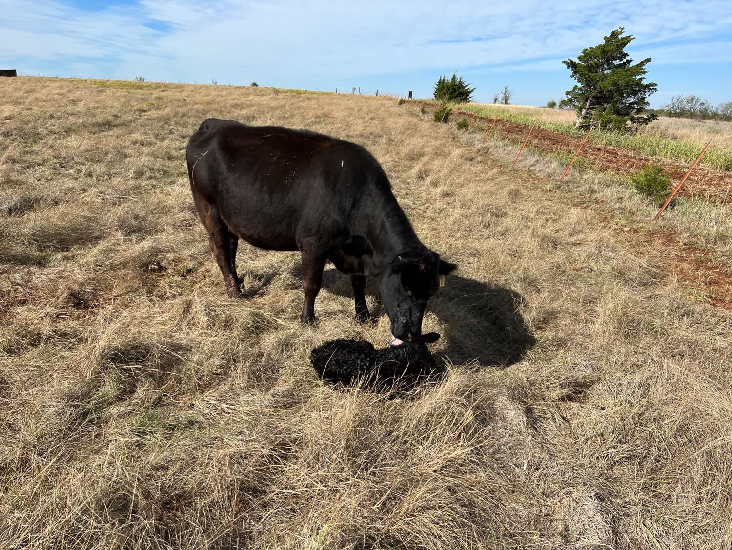 Black Angus cow tending her newborn calf on Paladin pasture