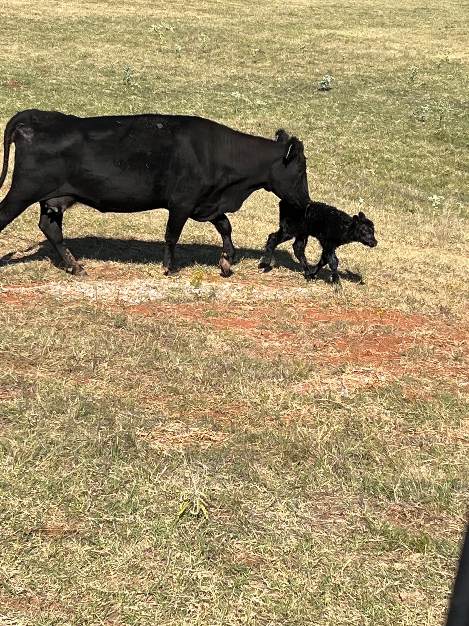 Cow walking her newborn calf across green Paladin pasture