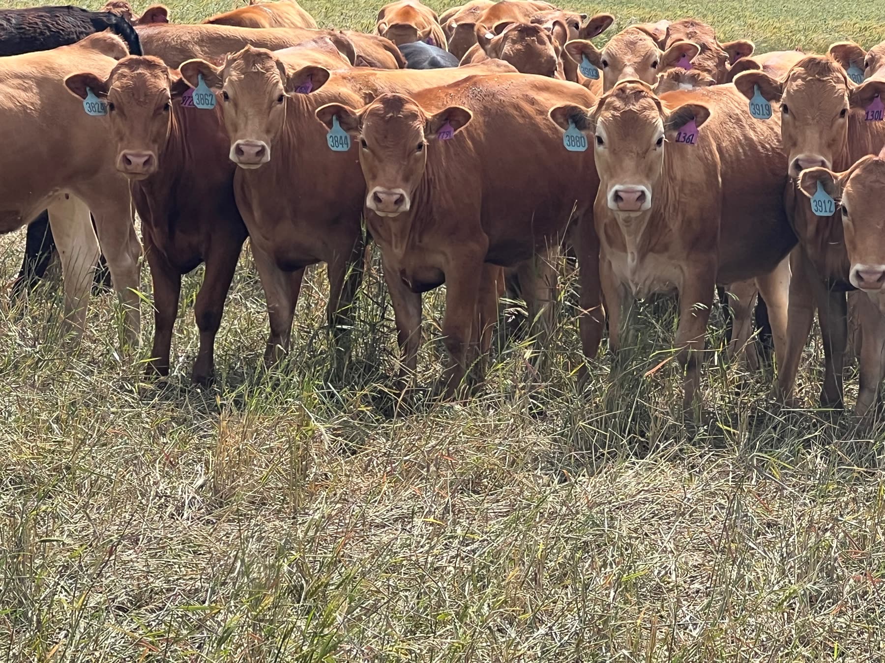 Paladin herd facing the camera, ear tags visible