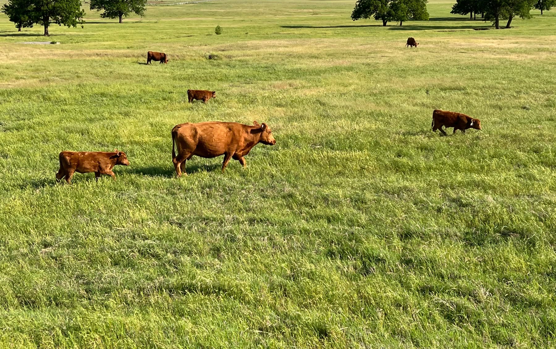Cattle grazing across open southwest Oklahoma pasture