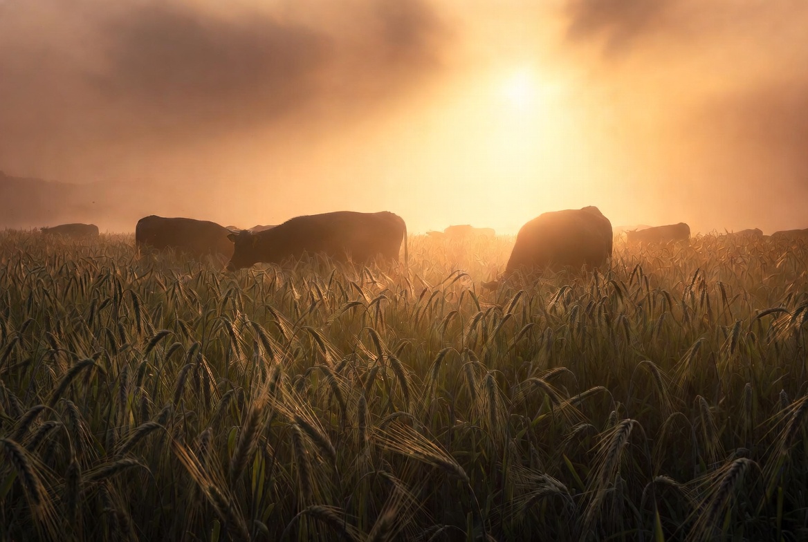 Wagyu cattle grazing Oklahoma pasture at golden hour