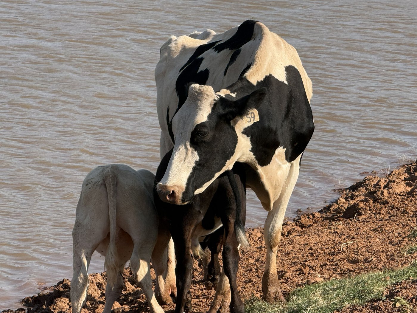 Commercial cow 59 nursing two calves at once at the pond edge