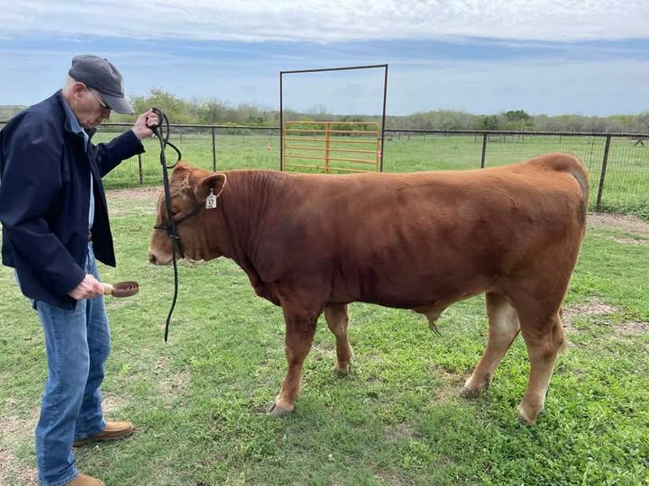 Dr. Al Wood haltering a fullblood Akaushi bull
