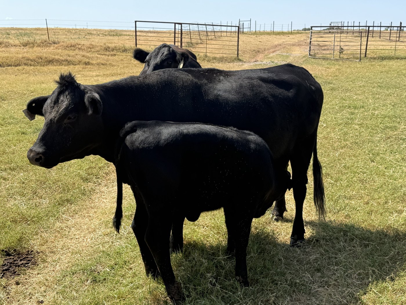 Sally O'Malley, a black cow with her calf nursing at her side and a fullblood Tajima bull behind her
